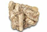 Dinosaur Tendon and Bones in Sandstone - Wyoming #265539-1